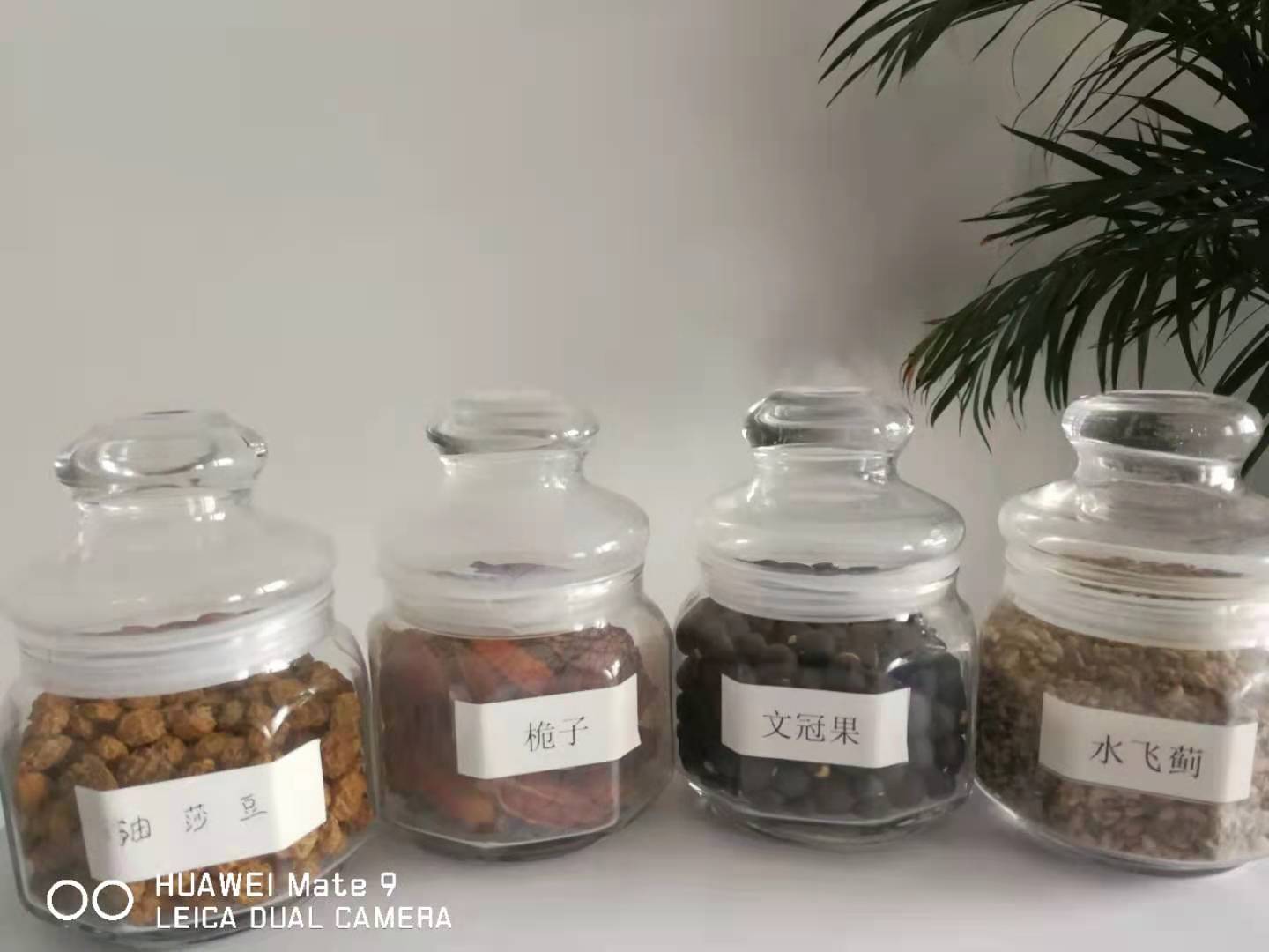 有機(jī)茶籽油